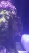 [TodoMarino.com] Identificación alga verde