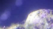 [TodoMarino.com] Identificación alga verde