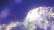 [TodoMarino.com] Identificación alga verde
