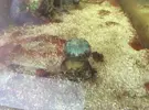[TodoMarino.com] Ayuda, ser en mi acuario, parece un huevo. (adjunto: video)