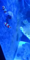[TodoMarino.com] PECES E INVERTEBRADOS - León