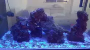 [TodoMarino.com] Pisito Reef. Poco a poco, ahora sí