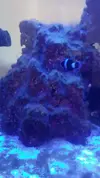 [TodoMarino.com] Pisito Reef. Poco a poco, ahora sí