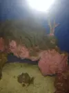 [TodoMarino.com] Algas en el acuario