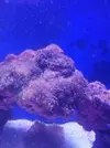[TodoMarino.com] Algas en el acuario