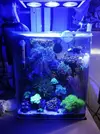 [TodoMarino.com] Mi pequeño reef 32L