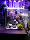 [TodoMarino.com] Mi pequeño reef 32L