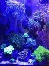 [TodoMarino.com] Mi pequeño reef 32L