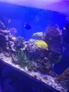 [TodoMarino.com] Vendo peces roca Madrid (Parla) - Parla (TODO RESERVADO)
