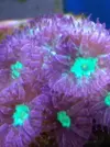 [TodoMarino.com] VENDO CORAL (BARCELONA) - Barcelona