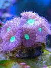 [TodoMarino.com] VENDO CORAL (BARCELONA) - Barcelona