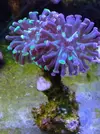 [TodoMarino.com] VENDO CORAL (BARCELONA) - Barcelona