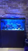 [TodoMarino.com] Acuario marino completo - Madrid