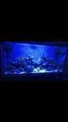 [TodoMarino.com] Acuario marino completo - Madrid