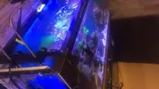[TodoMarino.com] Acuario marino completo - Madrid