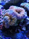 [TodoMarino.com] Vendo lobophylia naranja azul  XL  y regalo dos colonias de zoos, Barcelona