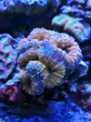 [TodoMarino.com] Vendo lobophylia naranja azul  XL  y regalo dos colonias de zoos, Barcelona