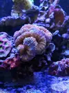 [TodoMarino.com] Vendo lobophylia naranja azul  XL  y regalo dos colonias de zoos, Barcelona