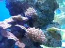 [TodoMarino.com] Anemonas cuadricolor a 10 eur - Rivas Vaciamadrid, Madrid