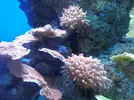 [TodoMarino.com] Anemonas cuadricolor a 10 eur - Rivas Vaciamadrid, Madrid