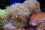 [TodoMarino.com] Euphyllia Divisa, Madrid Toledo - Madrid
