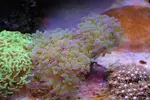 [TodoMarino.com] Euphyllia Divisa, Madrid Toledo - Madrid