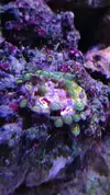 [TodoMarino.com] Desmonto por mudanza RED SEA MAX 250 - Madrid