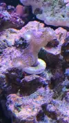 [TodoMarino.com] Desmonto por mudanza RED SEA MAX 250 - Madrid