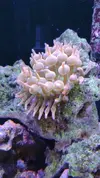 [TodoMarino.com] Desmonto por mudanza RED SEA MAX 250 - Madrid