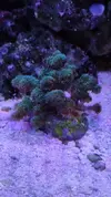 [TodoMarino.com] Desmonto por mudanza RED SEA MAX 250 - Madrid