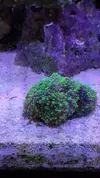 [TodoMarino.com] Desmonto por mudanza RED SEA MAX 250 - Madrid
