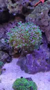 [TodoMarino.com] Desmonto por mudanza RED SEA MAX 250 - Madrid