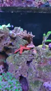 [TodoMarino.com] Desmonto por mudanza RED SEA MAX 250 - Madrid