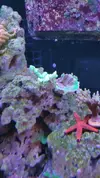 [TodoMarino.com] Desmonto por mudanza RED SEA MAX 250 - Madrid