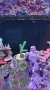 [TodoMarino.com] Desmonto por mudanza RED SEA MAX 250 - Madrid