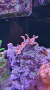 [TodoMarino.com] Desmonto por mudanza RED SEA MAX 250 - Madrid