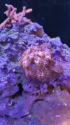 [TodoMarino.com] Desmonto por mudanza RED SEA MAX 250 - Madrid