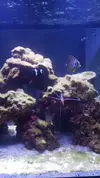 [TodoMarino.com] Pisito Reef. Poco a poco, ahora sí
