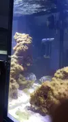 [TodoMarino.com] Pisito Reef. Poco a poco, ahora sí