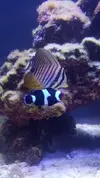 [TodoMarino.com] Pisito Reef. Poco a poco, ahora sí