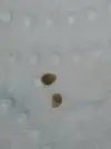[TodoMarino.com] Ayuda con plaga de caracoles