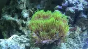 [TodoMarino.com] Mi primer marino “serio”