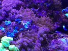 [TodoMarino.com] Entacmaea cuadricolor flúor Madrid