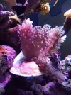 [TodoMarino.com] LOBOPHYTON Y ARBOL KENYA - Madrid y alrededores