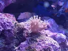 [TodoMarino.com] LOBOPHYTON Y ARBOL KENYA - Madrid y alrededores