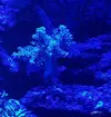 [TodoMarino.com] LOBOPHYTON Y ARBOL KENYA - Madrid y alrededores