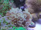 [TodoMarino.com] Duda identificar euphyllia