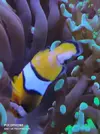[TodoMarino.com] Amphirion dañado.