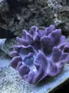 [TodoMarino.com] Extraña coloración sarcophyton