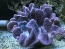 [TodoMarino.com] Extraña coloración sarcophyton